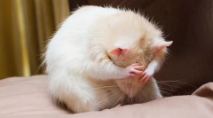 Зошто стаорец јаде што да прави